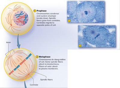 Prophase and metaphase of mitosis