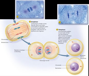 Anaphase and telophase of mitosis
