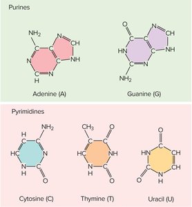 The five nitrogenous bases found in DNA and RNA