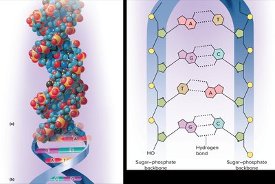 DNA double helix and base pairing