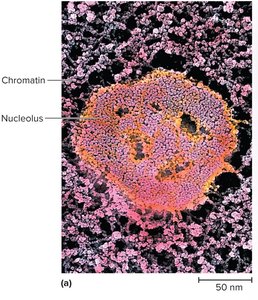 Chromatin structure under electron microscope