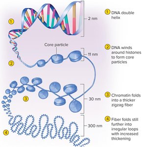 Levels of chromatin folding