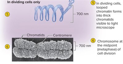 Chromatin loops and chromosome structure