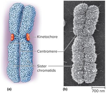 Chromosome structure at metaphase