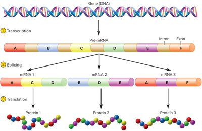 Alternative splicing of mRNA