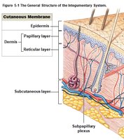 Dermal layers and subcutaneous layer