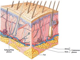 Blood supply in the dermis