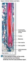 Hair follicle structure