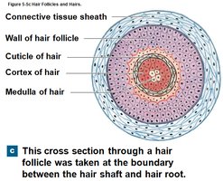 Cross section of hair shaft