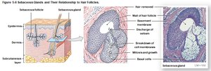 Sebaceous glands and hair follicles