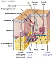 Sweat glands in the skin