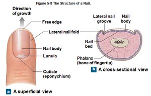 Structure of a nail