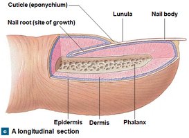 Longitudinal section of a nail