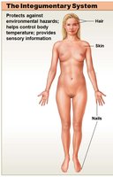 The Integumentary System: skin, hair, nails