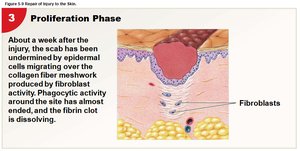 Proliferation phase of skin repair