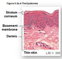 Thin skin histology