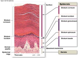 Epidermal layers in thick skin
