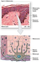 Melanocytes and melanin distribution
