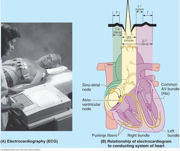 Anatomy & Physiology Heart Study Guide | Key Concepts | Notes