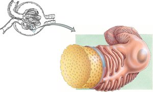 Glomerulus filtration barriers