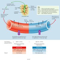 Filtration pressures in capillaries
