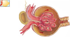 Renal autoregulation mechanisms