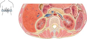 Transverse section showing kidneys and surrounding tissues
