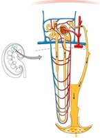 Loop of Henle reabsorption