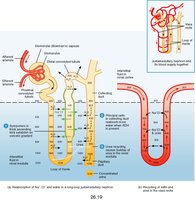ADH action in collecting duct