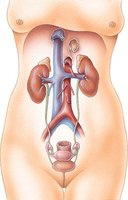 Ureters and bladder anatomy