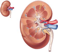 Kidney cross-section showing cortex and medulla