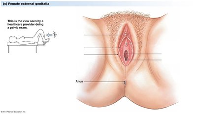 Labeled diagram of female external genitalia as seen during a pelvic exam