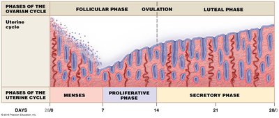 Diagram of uterine and ovarian cycle phases and endometrial changes