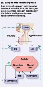 Hormonal feedback during early to mid-follicular phase