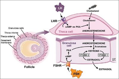 Hormone levels and ovarian events during the menstrual cycle