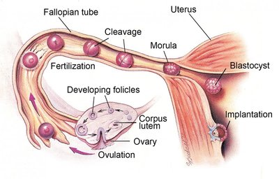 Hormonal feedback during early to mid-luteal phase