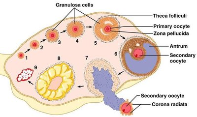 Sequence of ovulation and oocyte release