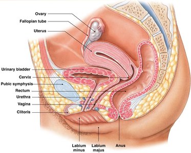 Sagittal section of female pelvis showing internal reproductive organs