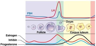 Stages of follicle and corpus luteum development