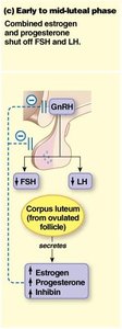 Transformation of follicular cells into luteal cells