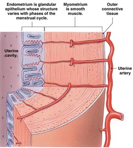 Cross-section of uterine wall showing perimetrium, myometrium, and endometrium