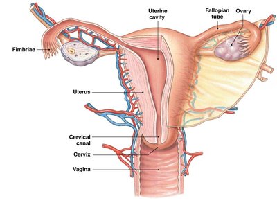 Diagram of ovary, fallopian tube, and fimbriae