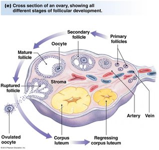 Cross-section of ovary showing stages of follicular development