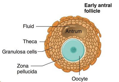 Diagram of early antral follicle structure
