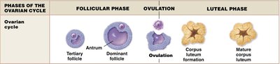 Diagram of ovarian cycle phases: follicular, ovulation, luteal