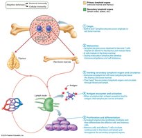 Origin and development of lymphocytes