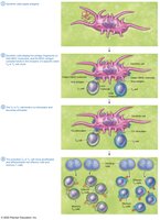 T cell activation process
