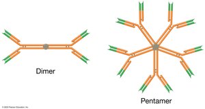 Antibody structure: dimer and pentamer