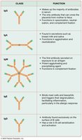 Antibody classes and functions