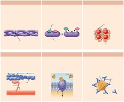 Examples of protein functions: contractile, communication, defensive